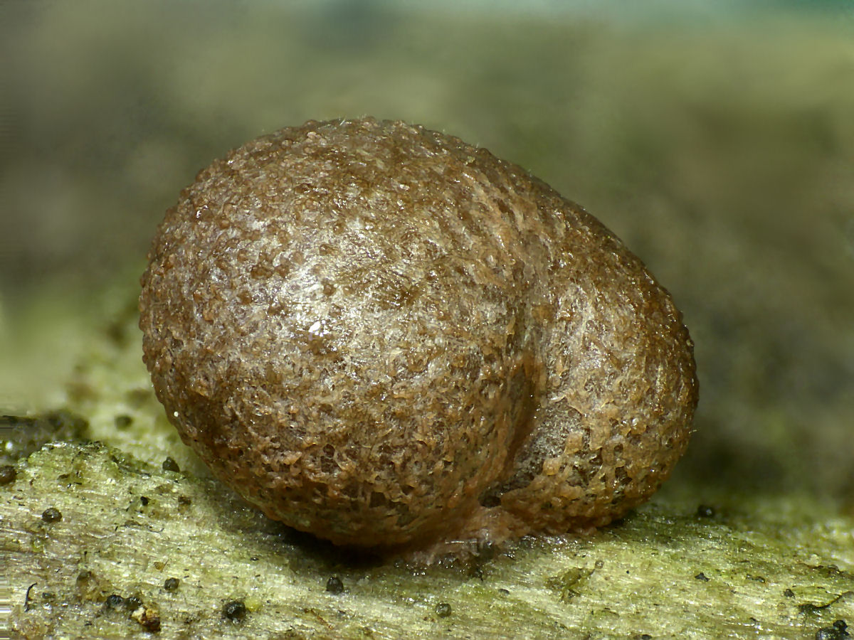 che mixomicete  ?  - Lycogala sp.